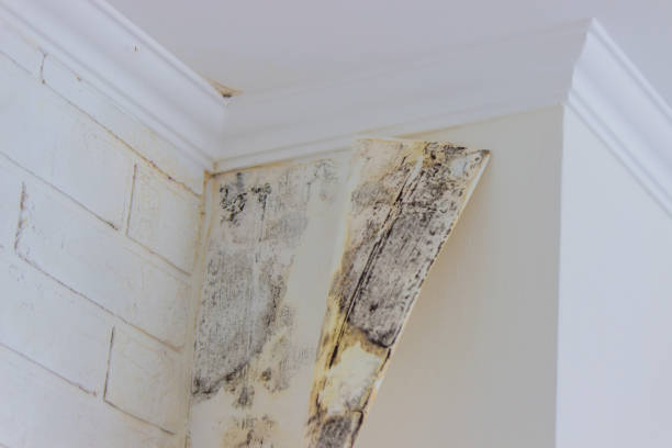 Best Residential water damage restoration  in Plano, KY